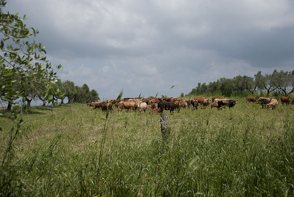 bovini pascolo