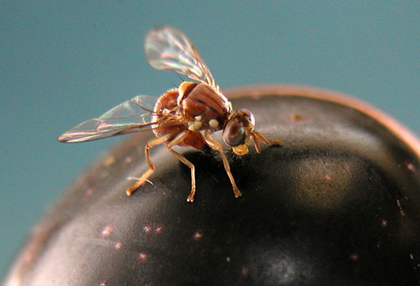 Mosca olearia