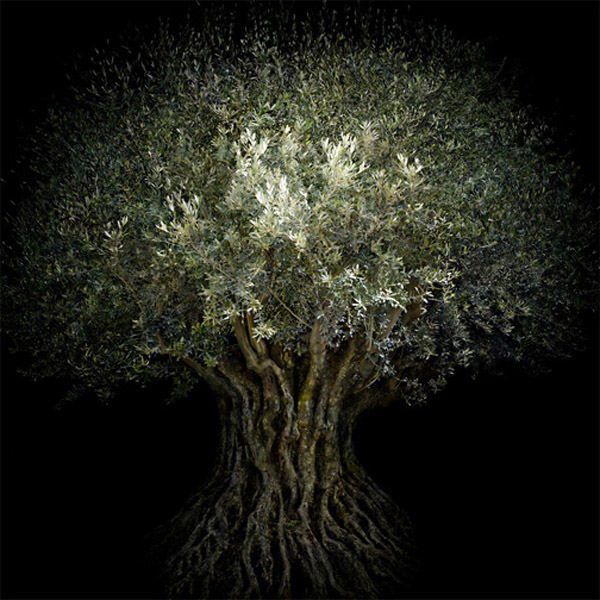 Ph: Irene Kung - Nature/Trees