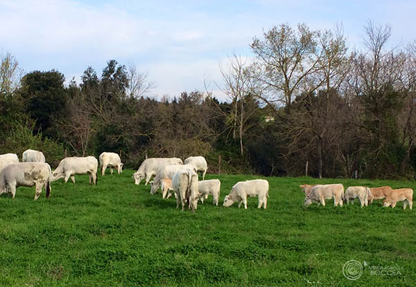 azienda agricola boccea bovini al pascolo