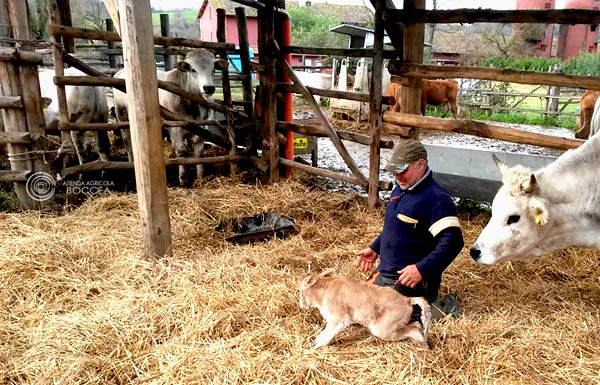 azienda agricola boccea allevamento al pascolo