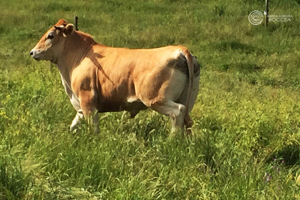 allevamento al pascolo agricoltura biologica roma