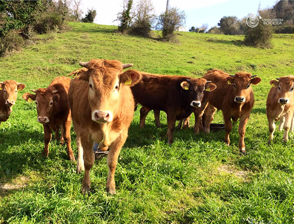 agricoltura biologica roma allevamento di bovini al pascolo azienda agricola boccea