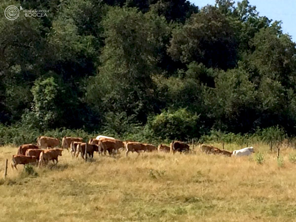 azienda agricola boccea ingrasso bovini al pascolo nel bosco