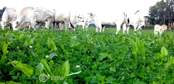 azienda agricola boccea bovini al pascolo agricoltura biologica roma