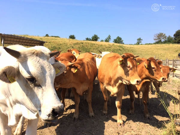 agricoltura biologica roma temple grandin cosa spaventa gli animali 