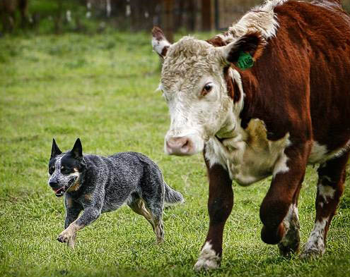 azienda agricola boccea agricoltura biologica roma vendita prodotti biologici cani pastore cattle dog 