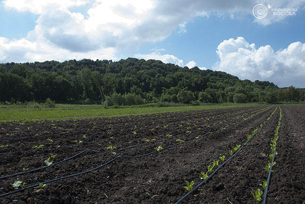 agricola boccea agroecologia differenze tra agricoltura biologica e convenzionale_a_