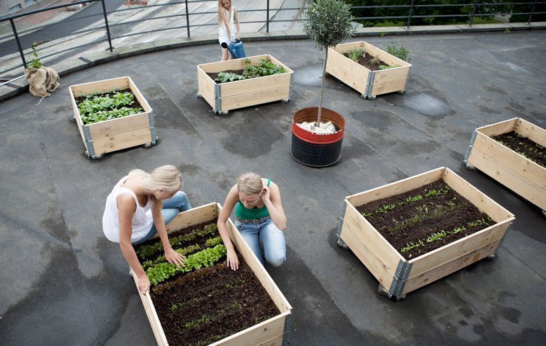 azienda agricoal boccea orto in casa orto in balcone