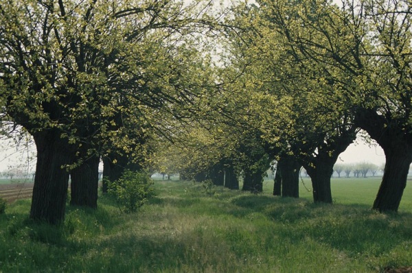 azienda agricola boccea-piantumazione-gelsi-baco-da-seta