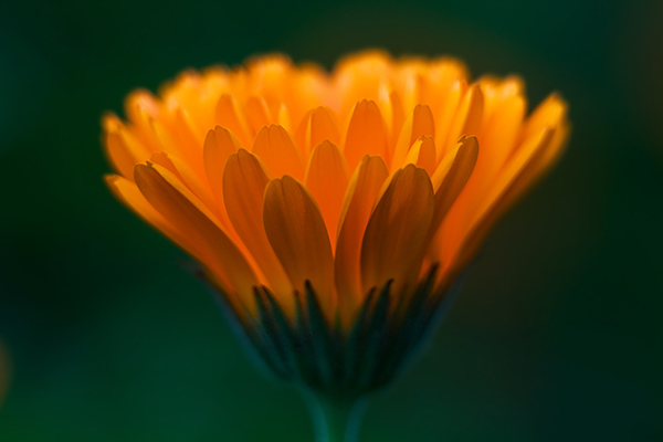 agricola-boccea-agricoltura bio roma-calendula-officinalis-2