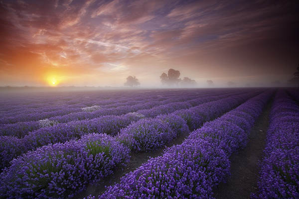 agricola boccea-agricoltura biologica roma-zanzare-Campi-di-Lavanda-3