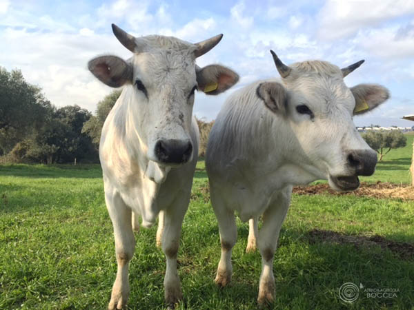 agricola boccea agricoltura bio bovini grass fed allevamento al pascolo agricoltura bio roma5 copia