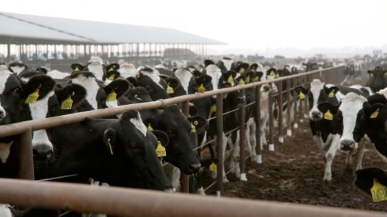 azienda agricola boccea agricoltura bio roma allevamenti intensivi