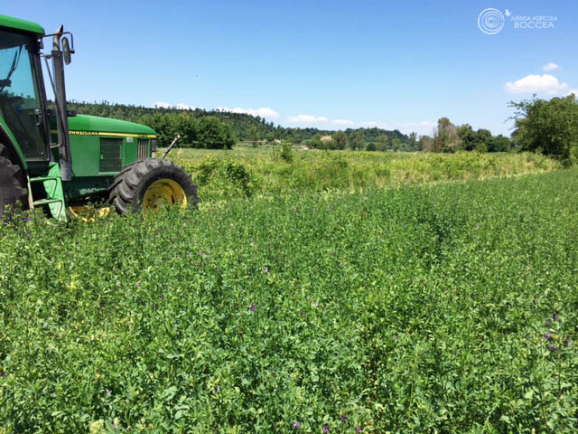 azienda agricola boccea agricoltura bio roma fieno di erba medica1 copia