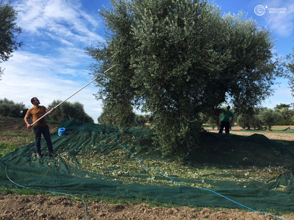 agricola boccea agricoltura bio olio bio solaria 2015 vendita roma copia