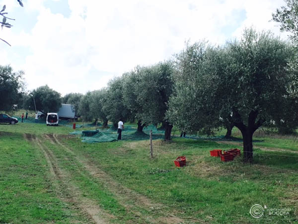 agricola boccea agricoltura bio olio bio solaria 2015 vendita roma7 copia