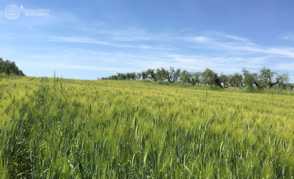 agricola boccea - agricoltura biologica biodinamica roma 2