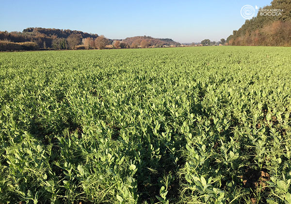 agricola boccea - agricoltura biologica biodinamica roma 7