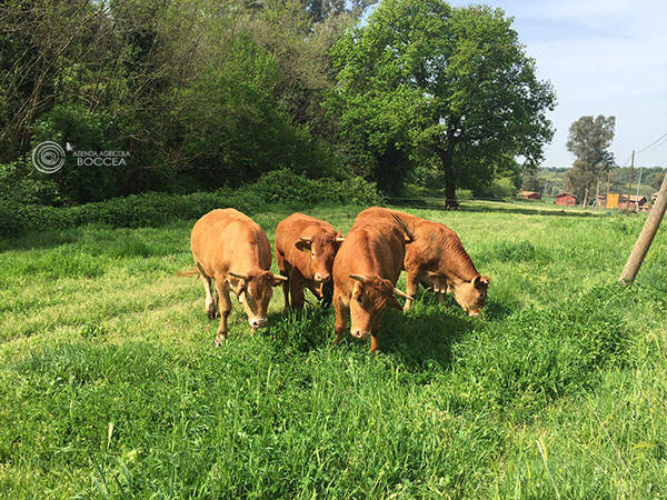 agricola-boccea-agricoltura biologica-biodinamica-roma-Grass Fed -allevamento-pascolo-3