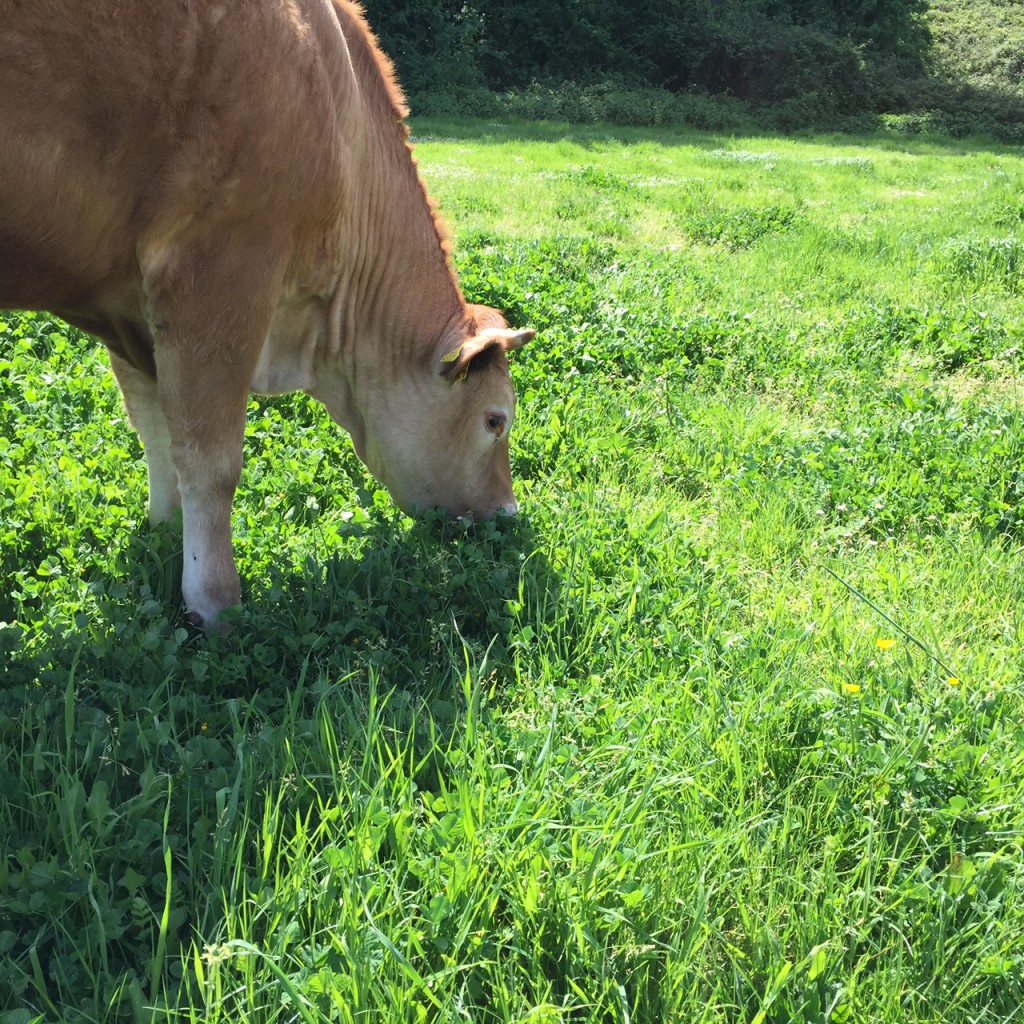 agricola-boccea-agricoltura biologica-biodinamica-roma-Grass Fed -allevamento-pascolo-4