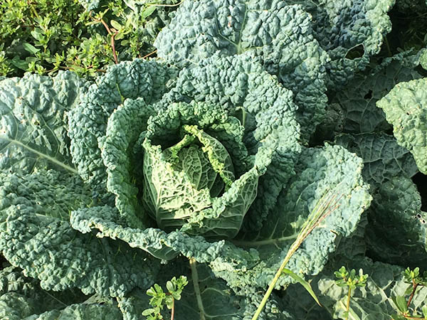 agricola boccea agricoltura verdure bio roma lazio