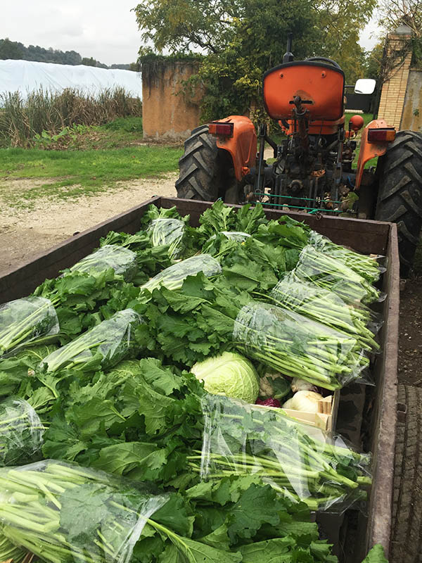 agricola-boccea-_agricoltura-verza-bio-roma-lazio-verdure-ortaggi-orto-bio-mele_