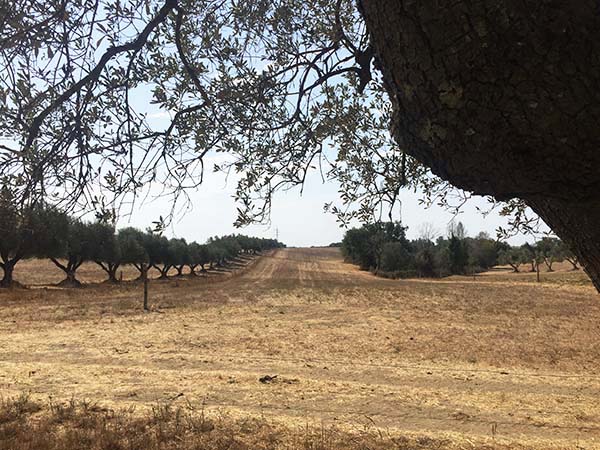 agricola-boccea-agricoltrua-bio-roma-cosa-si-fa-a-settembre