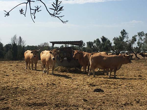 agricola-boccea-agricoltrua-bio-roma-cosa-si-fa-a-settembre