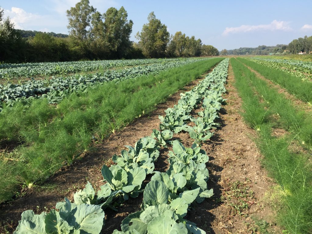 agricola-boccea-agricoltura-bio-roma-lazio-verdure-ortaggi-orto-bio-1