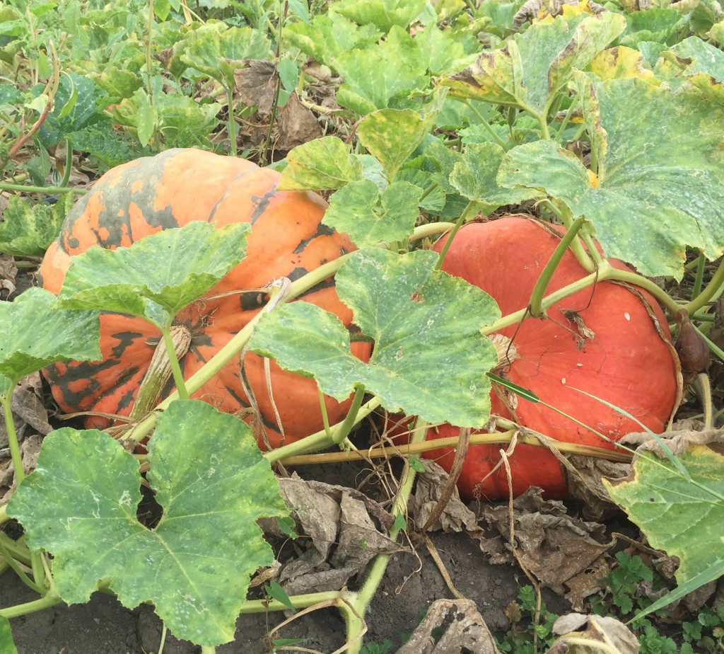 agricola-boccea-agricoltura-bio-roma-lazio-verdure-ortaggi-orto-bio