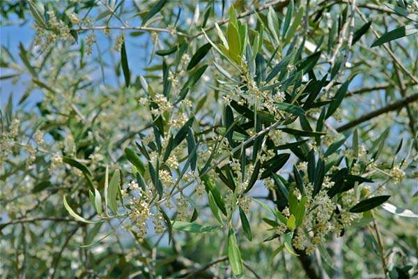 agricola-boccea-agricoltura-bio-mignola-dellolivo-olio-evo-biodinamico-solaria