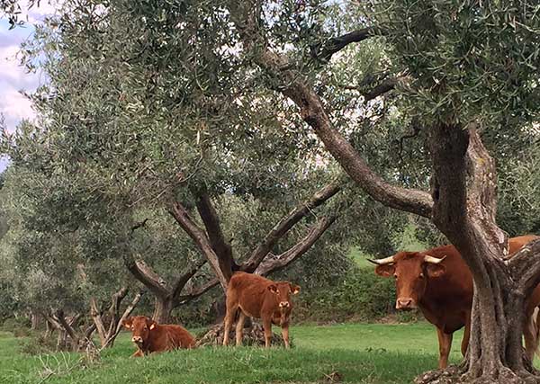 agricola-boccea-olio-evo-biodinamico-solaria-2017-agricoltura-bio-roma-2