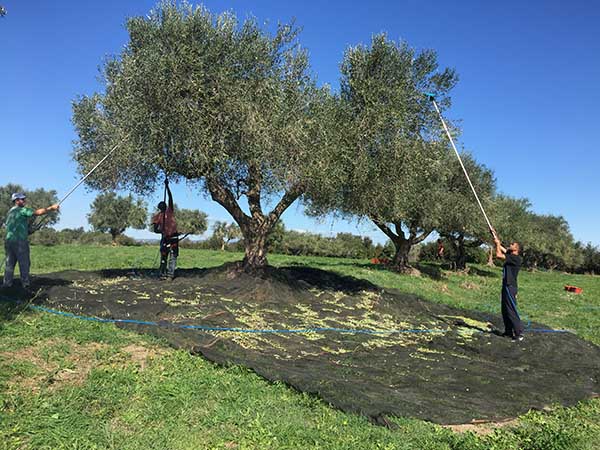 agricola-boccea-olio-evo-biodinamico-solaria-2017-agricoltura-bio-roma_