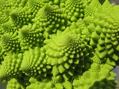 azienda-agricola-boccea-agricoltura-bio-roma-cavolo-romanesco-broccoli_-_1