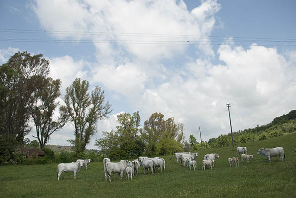 agricola boccea-agricoltura-biologica-biodinamica-roma-Grass-Fed-allevamento-pascolo-3