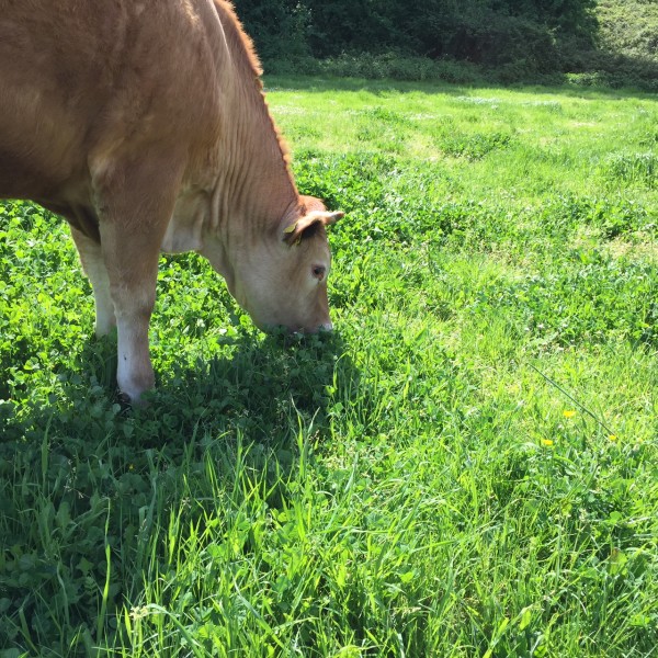 agricola-boccea-agricoltura-biologica-biodinamica-roma-Grass-Fed-allevamento-pascolo-4-600x600