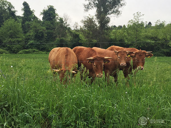 agricola-boccea-agricoltura-biologica-biodinamica-roma-Grass-Fed-allevamento-pascolo