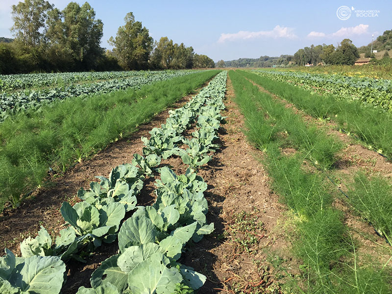 azienda agricola - boccea autunno agricoltura bio roma