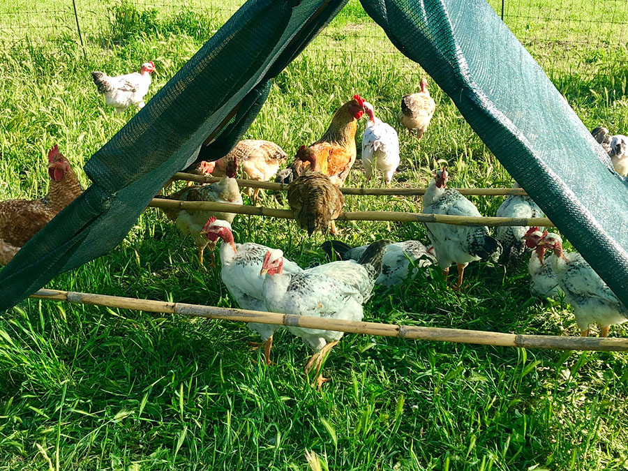 Azienda agricola boccea polli ruspanti