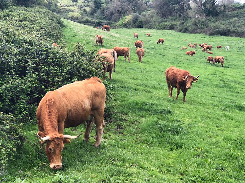 azienda agricola boccea agroecologia 2