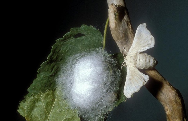 Il Ritorno Dei Bachi Da Seta In Italia Azienda Agricola Boccea