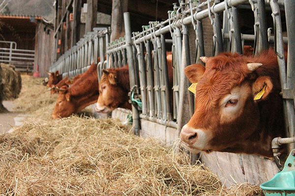 agricola boccea agricoltura bio roma allevamenti bovini bio