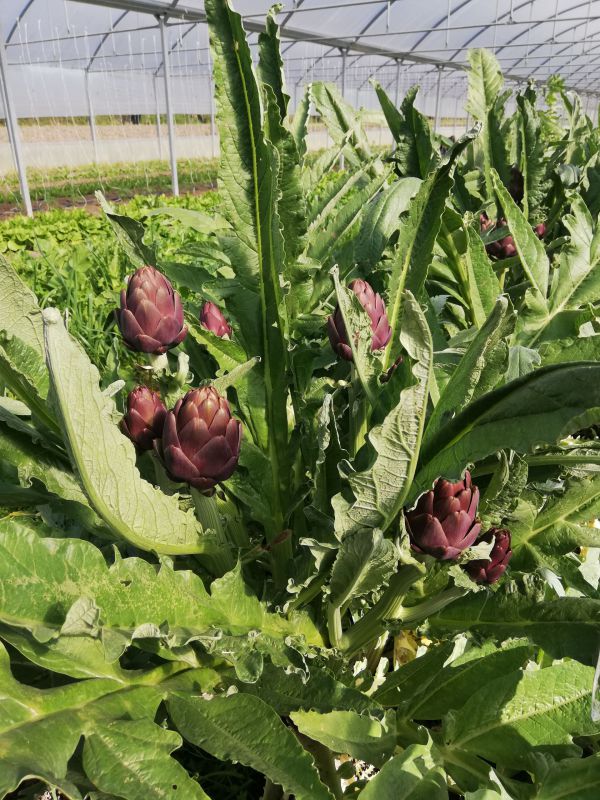 carciofi agricola boccea