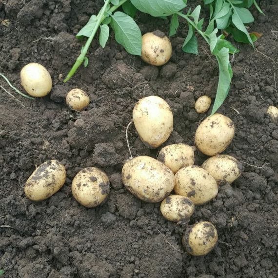 patate novelle
