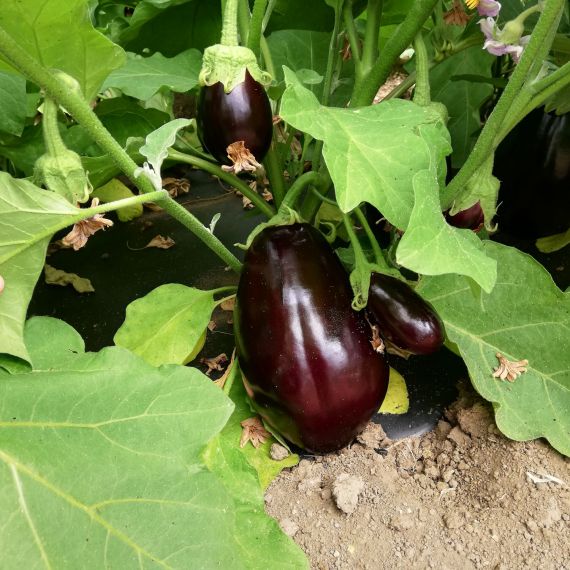 MELANZANA BIO