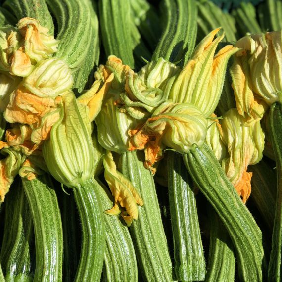 ZUCCHINE ROMANESCHE