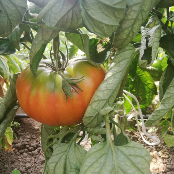 POMODORO TONDO LISCIO