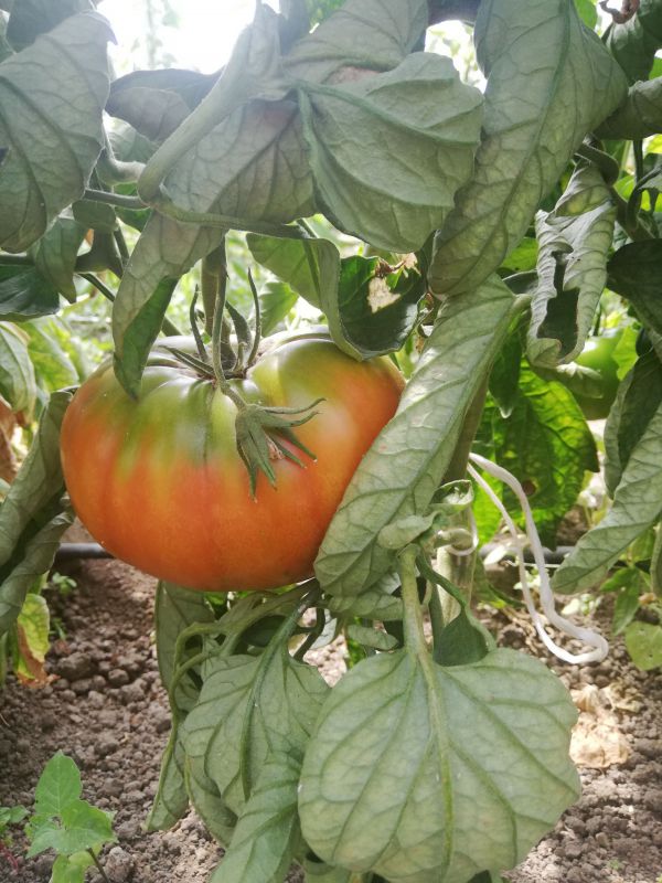 POMODORO TONDO LISCIO