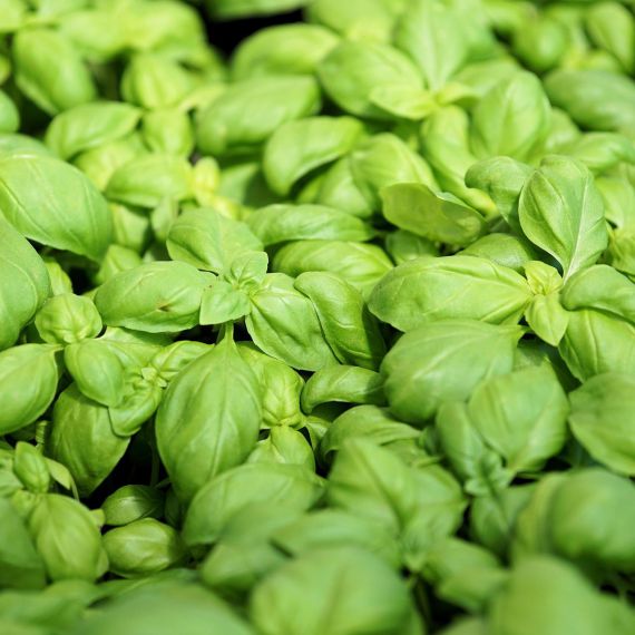 basilico genovese bio